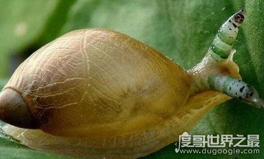 恶心的僵尸蜗牛,被寄生虫完全控制大脑直到死去