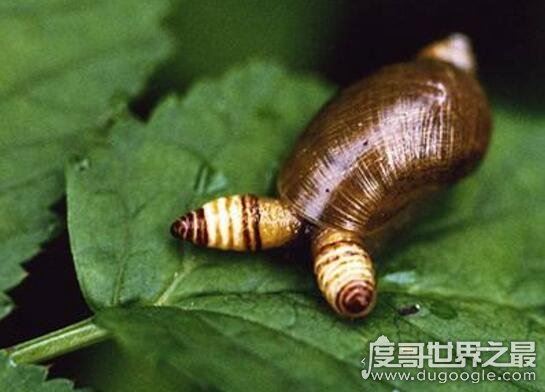 恶心的僵尸蜗牛，被寄生虫完全控制大脑直到死去