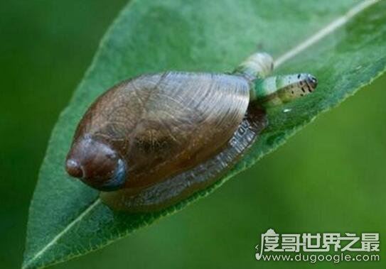 恶心的僵尸蜗牛，被寄生虫完全控制大脑直到死去