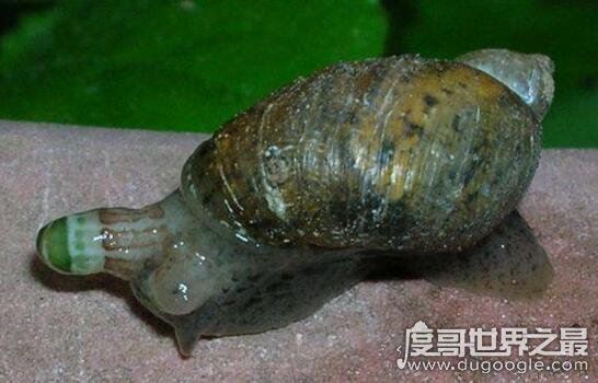 恶心的僵尸蜗牛,被寄生虫完全控制大脑直到死去