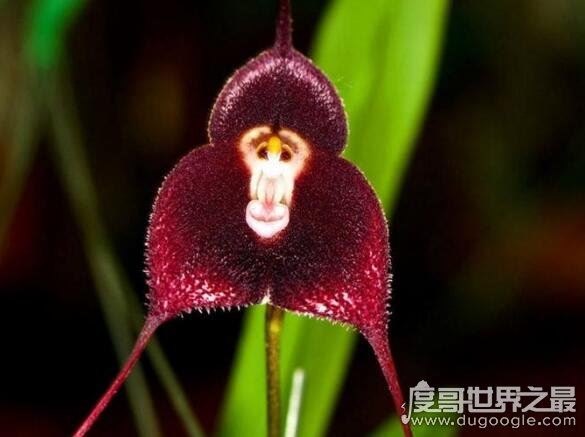 世界上最可爱的兰花,猴面小龙兰(长的奇特呆萌的花朵)