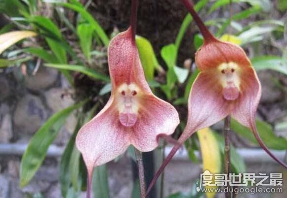 世界上最可爱的兰花,猴面小龙兰(长的奇特呆萌的花朵)