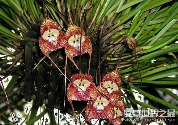 世界上最可爱的兰花,猴面小龙兰(长的奇特呆萌的花朵)