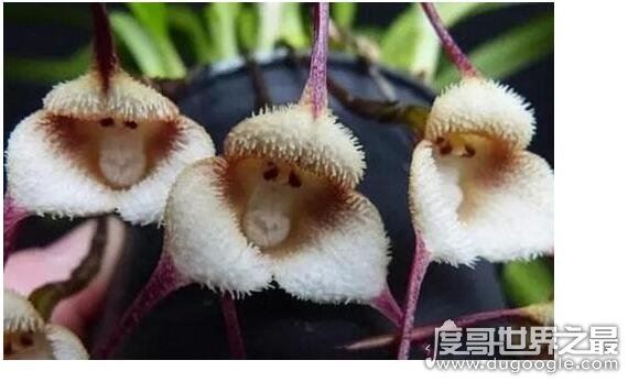 世界上最可爱的兰花，猴面小龙兰(长的奇特呆萌的花朵)