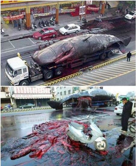 揭秘鲸鱼爆炸的真相，竟因体内气体所导致(极度危险)