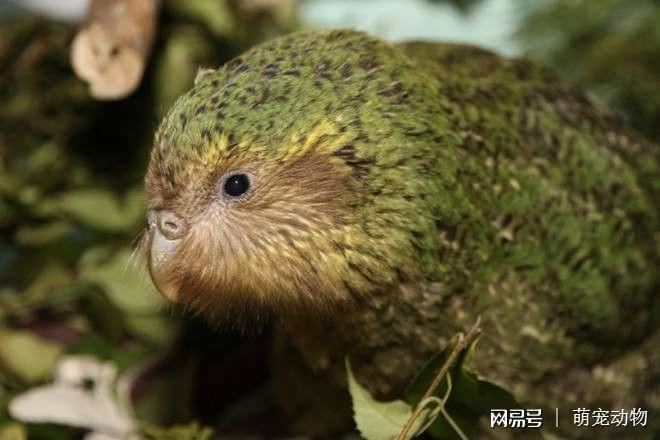 世界珍稀动物第一名，夜鹦鹉自1979年便难得一见(濒危动物)