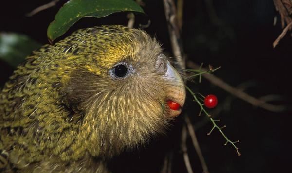 世界珍稀动物第一名，夜鹦鹉自1979年便难得一见(濒危动物)