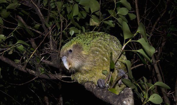 世界珍稀动物第一名，夜鹦鹉自1979年便难得一见(濒危动物)