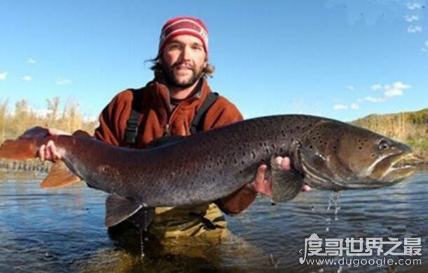 长达15米的巨型哲罗鲑现身，新疆喀纳斯湖水怪真相被揭开