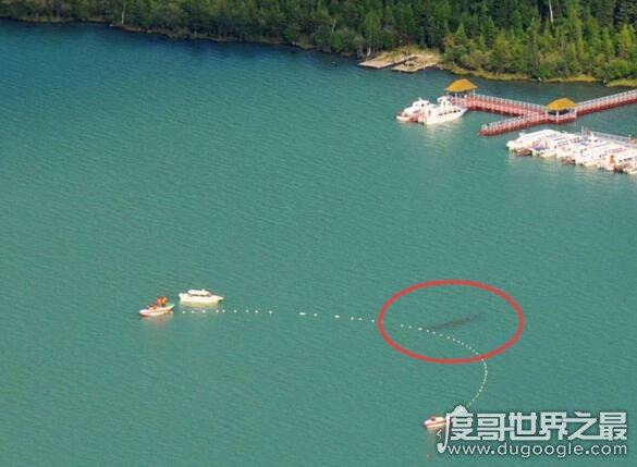 长达15米的巨型哲罗鲑现身，新疆喀纳斯湖水怪真相被揭开