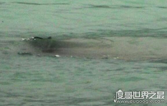 长达15米的巨型哲罗鲑现身，新疆喀纳斯湖水怪真相被揭开