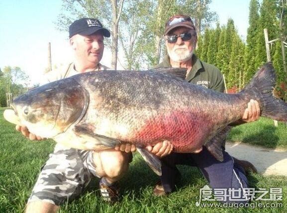 长达15米的巨型哲罗鲑现身，新疆喀纳斯湖水怪真相被揭开