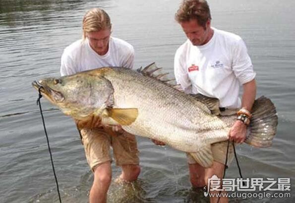 长达15米的巨型哲罗鲑现身，新疆喀纳斯湖水怪真相被揭开