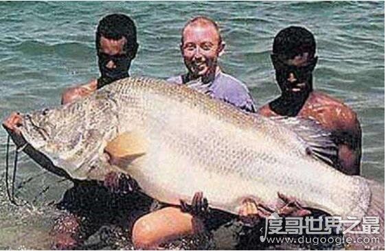 长达15米的巨型哲罗鲑现身，新疆喀纳斯湖水怪真相被揭开