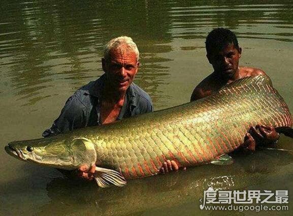 长达15米的巨型哲罗鲑现身，新疆喀纳斯湖水怪真相被揭开