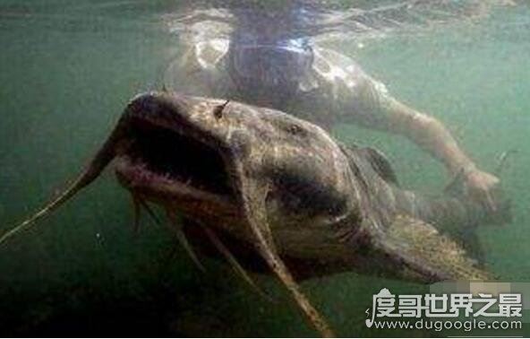 长达15米的巨型哲罗鲑现身,新疆喀纳斯湖水怪真相被揭开