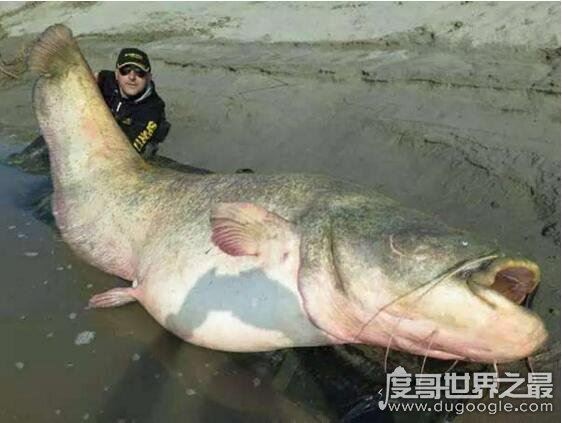 长达15米的巨型哲罗鲑现身，新疆喀纳斯湖水怪真相被揭开