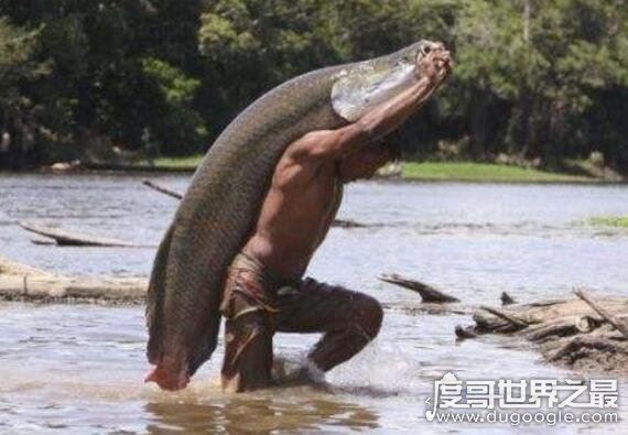 长达15米的巨型哲罗鲑现身，新疆喀纳斯湖水怪真相被揭开