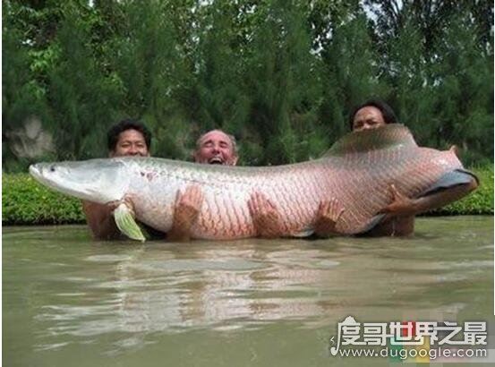 长达15米的巨型哲罗鲑现身，新疆喀纳斯湖水怪真相被揭开