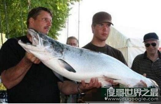 长达15米的巨型哲罗鲑现身，新疆喀纳斯湖水怪真相被揭开