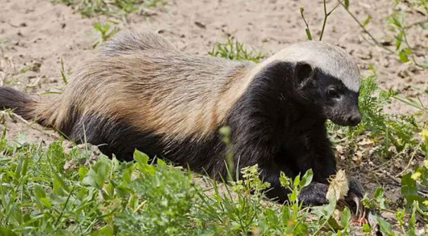 动物界的平头哥，平头哥是什么动物（无所畏惧）