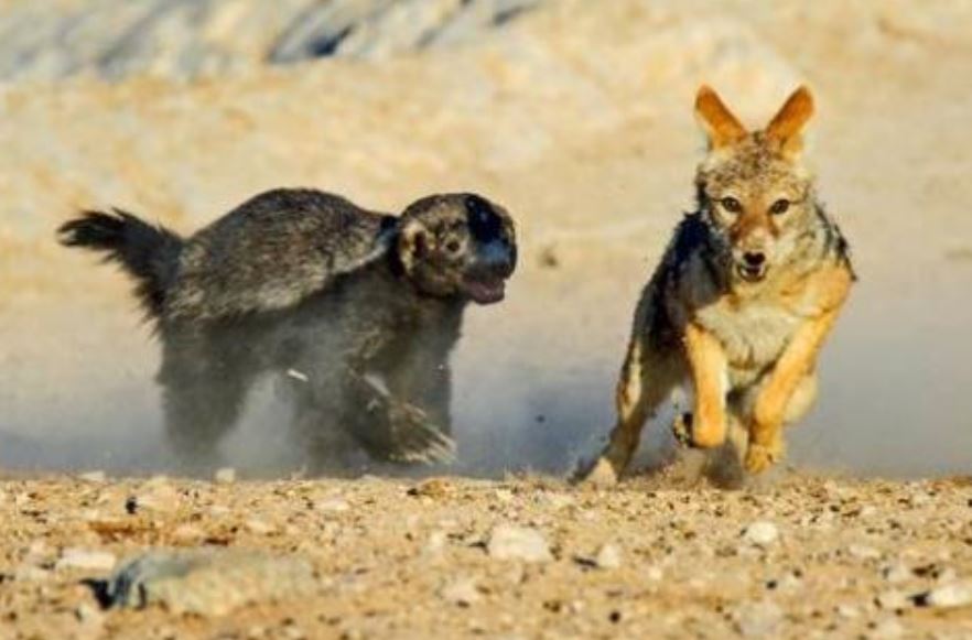 动物界的平头哥，平头哥是什么动物（无所畏惧）