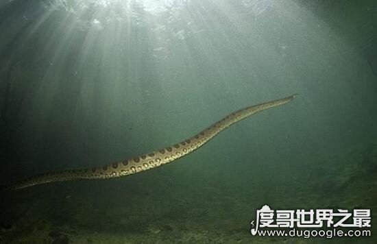 中国最真实的渡劫事件，巨蟒渡劫营口坠龙都充满了神幻色彩