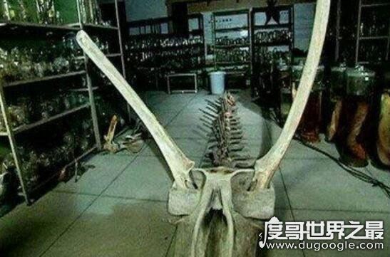 中国最真实的渡劫事件，巨蟒渡劫营口坠龙都充满了神幻色彩
