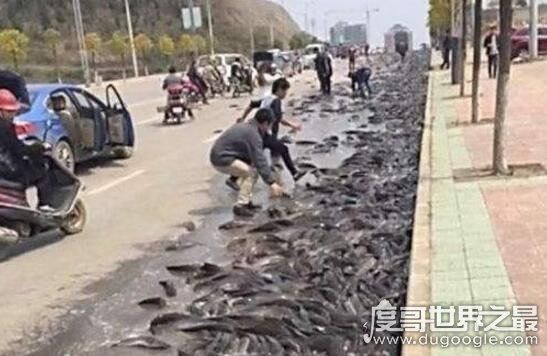 世界各地的空中降鱼事件,揭秘罕见下鱼现象原理