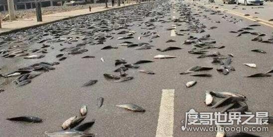 世界各地的空中降鱼事件，揭秘罕见下鱼现象原理