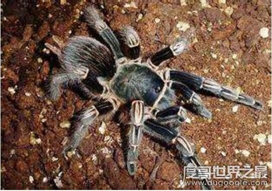 世界上最大的蜘蛛，巨型狼蛛(长达0.3米/有剧毒)