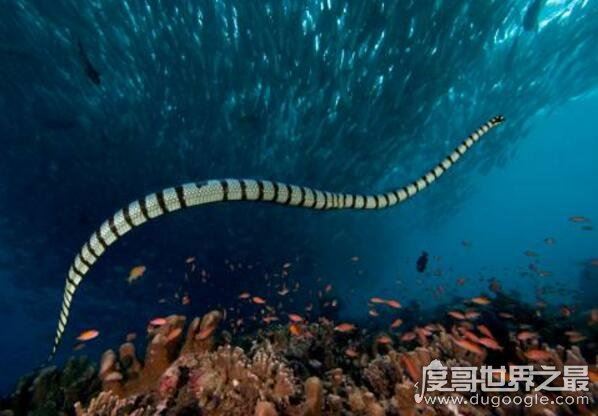世界上最大的海蛇,巨型大海蛇(长18米/未被证实的生物)