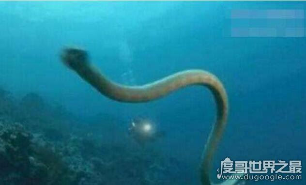 世界上最大的海蛇,巨型大海蛇(长18米/未被证实的生物)