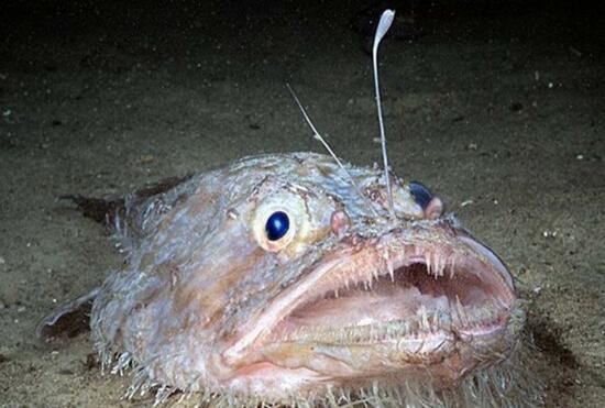 世界上最丑的鱼，深海琵琶鱼长的难看交配方式还恐怖