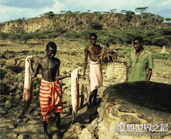 世界上生命力最强的鱼,非洲肺鱼(可以在没水的泥土里活4年)