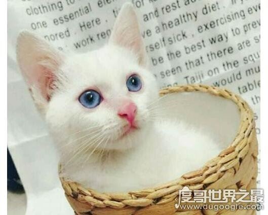 蓝眼白猫是什么品种,是蓝眼睛白毛猫的统称(没有具体品种)