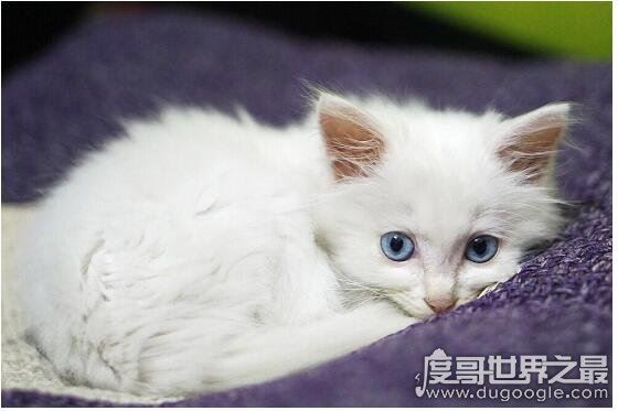 蓝眼白猫是什么品种，是蓝眼睛白毛猫的统称(没有具体品种)