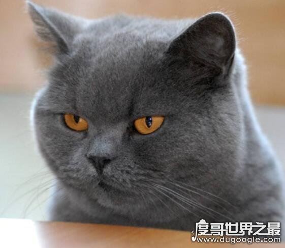 蓝眼白猫是什么品种,是蓝眼睛白毛猫的统称(没有具体品种)