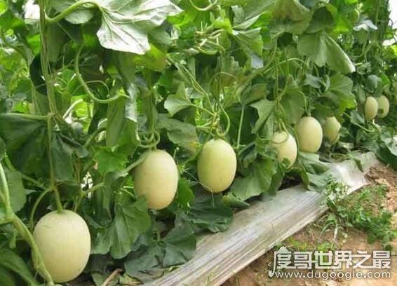 十大低糖水果排行榜，糖份最低的是柠檬(100g含糖5.1g)