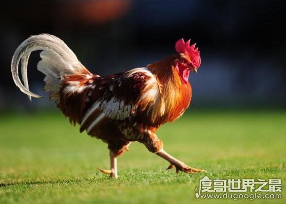 公鸡为什么打鸣,在外界光线和声音的刺激下公鸡会出现打鸣现象