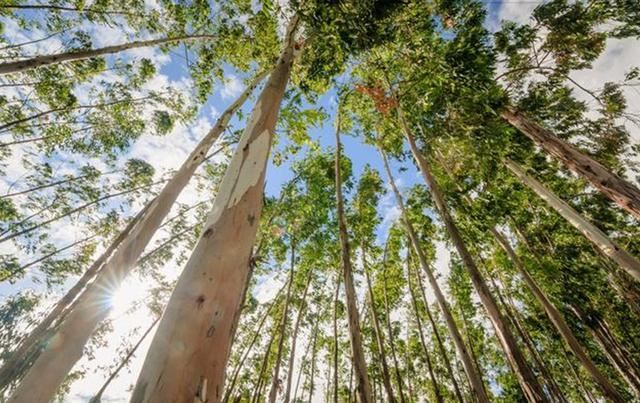 什么树长得快又值钱，一年成高大树木可堪测黄金(桉树)
