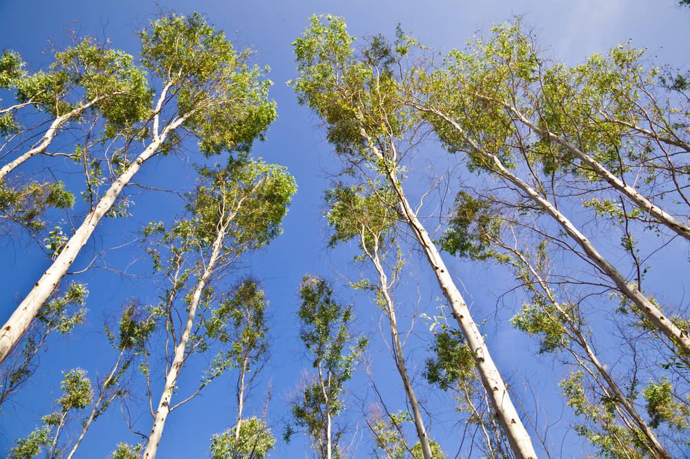 什么树长得快又值钱，一年成高大树木可堪测黄金(桉树)