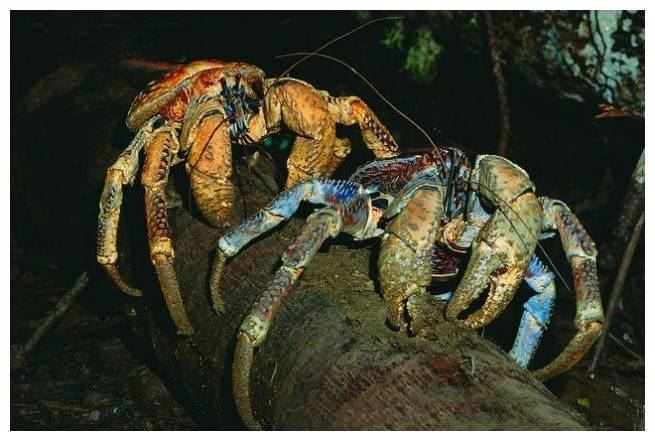 世界上最大的蟹排名，帝王蟹仅排第三最大的杀人蟹长4.2米（你敢吃吗）