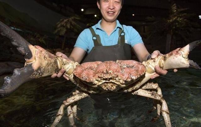 世界上最大的蟹排名，帝王蟹仅排第三最大的杀人蟹长4.2米（你敢吃吗）