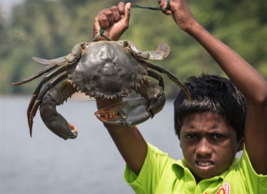 世界上最大的蟹排名，帝王蟹仅排第三最大的杀人蟹长4.2米（你敢吃吗）