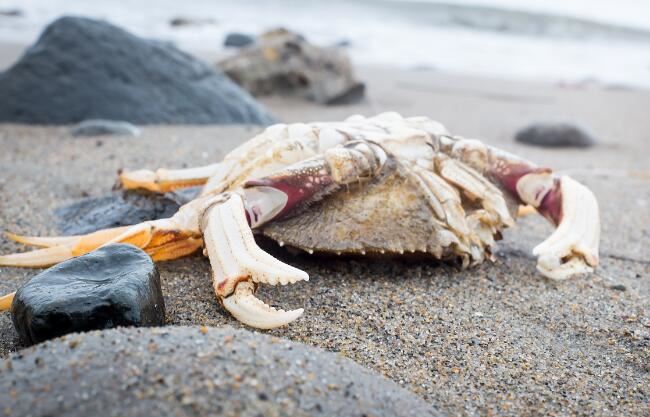 世界上最大的蟹排名，帝王蟹仅排第三最大的杀人蟹长4.2米（你敢吃吗）