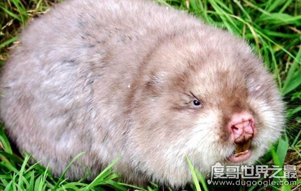 卖竹鼠是什么梗,UC浏览器上被网友们调侃的不靠谱新闻