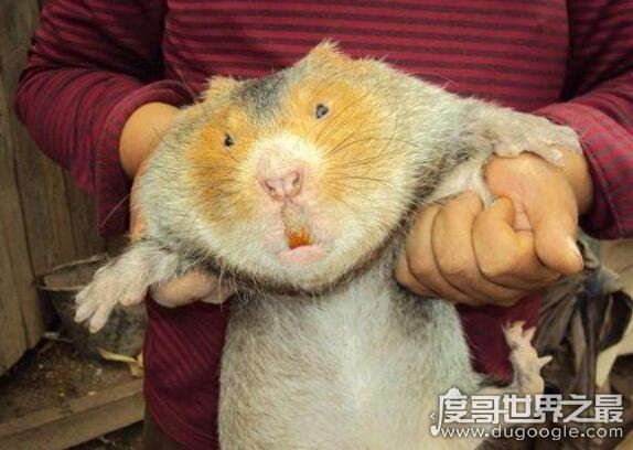 卖竹鼠是什么梗,UC浏览器上被网友们调侃的不靠谱新闻