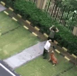 广东男子打死金毛犬被刑拘，金毛护主咬死贵宾(贵宾未牵绳)