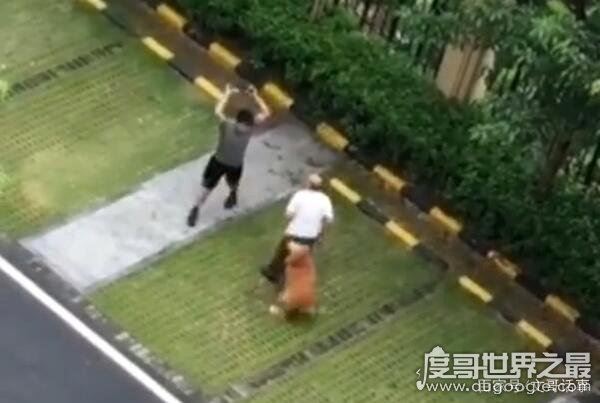 广东男子打死金毛犬被刑拘，金毛护主咬死贵宾(贵宾未牵绳)